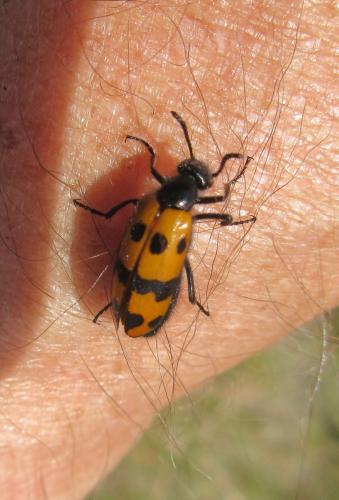 Mylabris connata